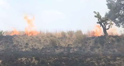 Trabaja SMA en conjunto con la federación para prevenir incendios forestales