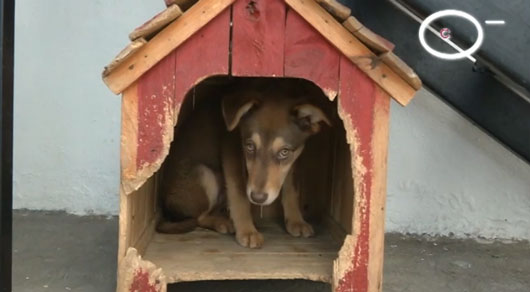 Recomienda CBA mantener esquema de vacunación completa de animales de compañía 