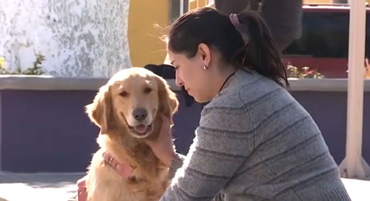 Emprenden medidas de prevención por enfermedades transmisibles de caninos 
