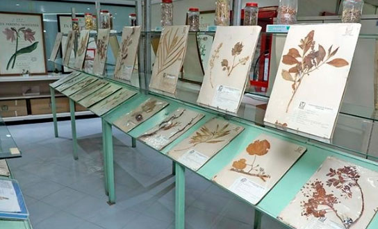 Cuenta IMSS con herbario medicinal con más de 17 mil ejemplares de plantas