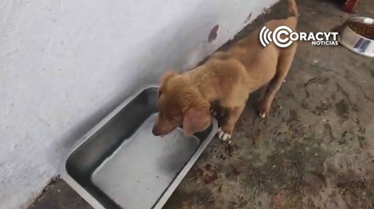 De raza o mestizos, todos los perritos necesitan un hogar 
