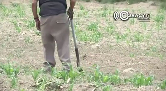 Investigador busca mejorar producción agrícola en Zacatelco 