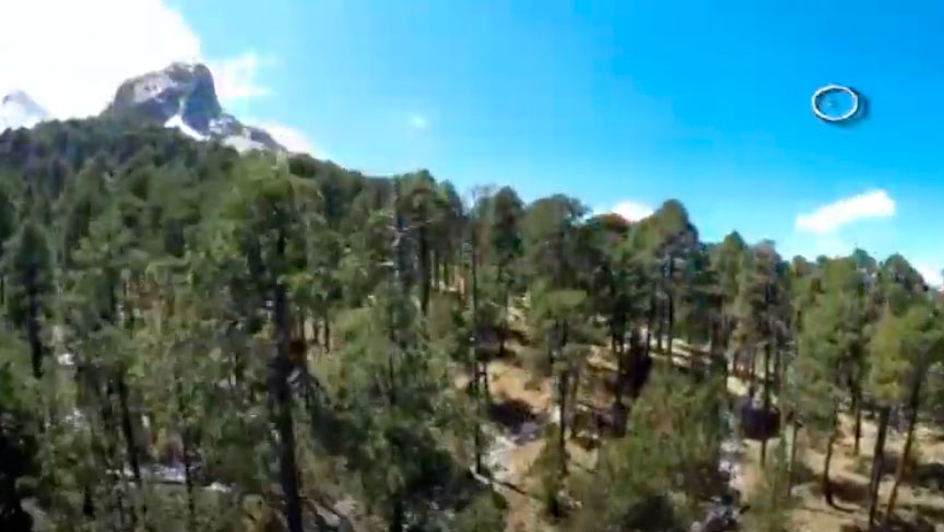Conoce algunas recomendaciones para reforestar 