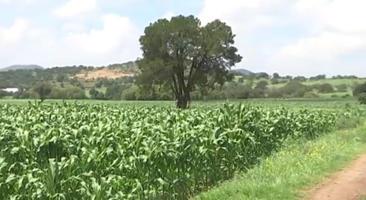 Concluyó Ciclo Agrícola Primavera-Verano con resultados satisfactorios 