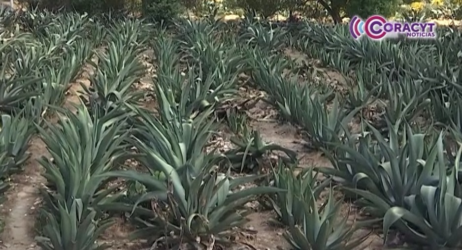 Asiste a la Feria  Regional del Maguey en Chiautempan