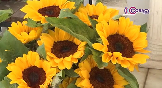 Comerciantes esperan un incremento en la venta de “Flores amarillas” 