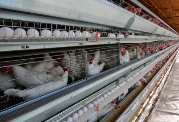 Detectan primer caso de gripe aviar sin contacto con animales en EU