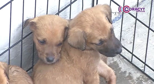 Invita CBA a adoptar a alguno de los 25 perros que se encuentran bajo resguardo 