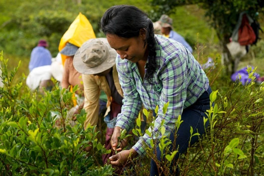 Encarecen alimentos en Bolivia a consecuencia de crisis climática