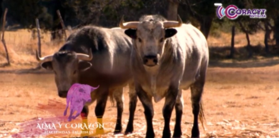 No te pierdas el estreno de “Alma y Corazón, Haciendas Taurinas”