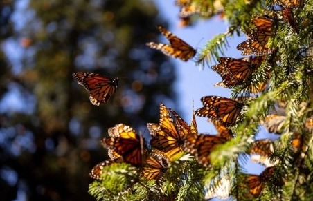 Aumenta población de mariposas monarcas en santuarios de Michoacán
