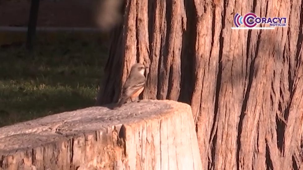 Destaca Tlaxcala como punto de atracción para la observación de aves 