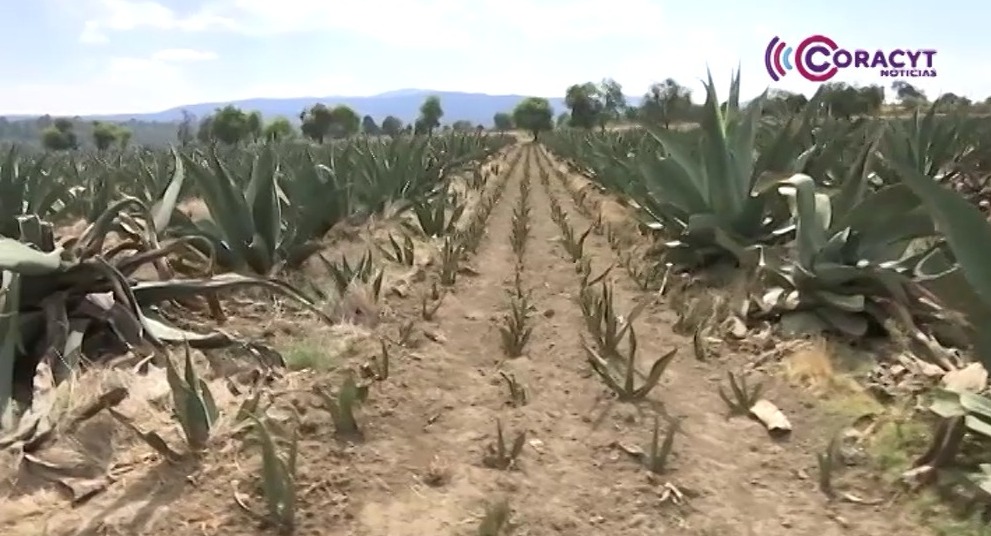 Continúa abierta la ventanilla del programa “Aprovechamiento sustentable de maguey”