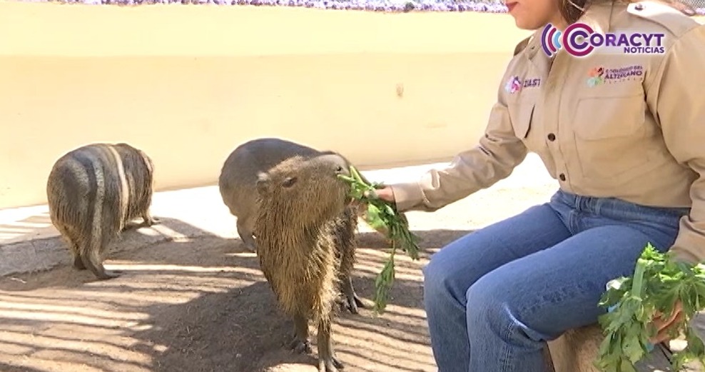 Tlaxcaltecas podrán convivir con los capibaras del Zoológico del Altiplano 