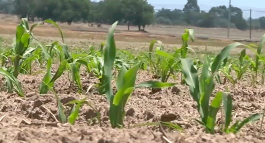 Agricultores de maíz de Zitlaltépec enfrentan incertidumbre por fenómenos climatológicos 