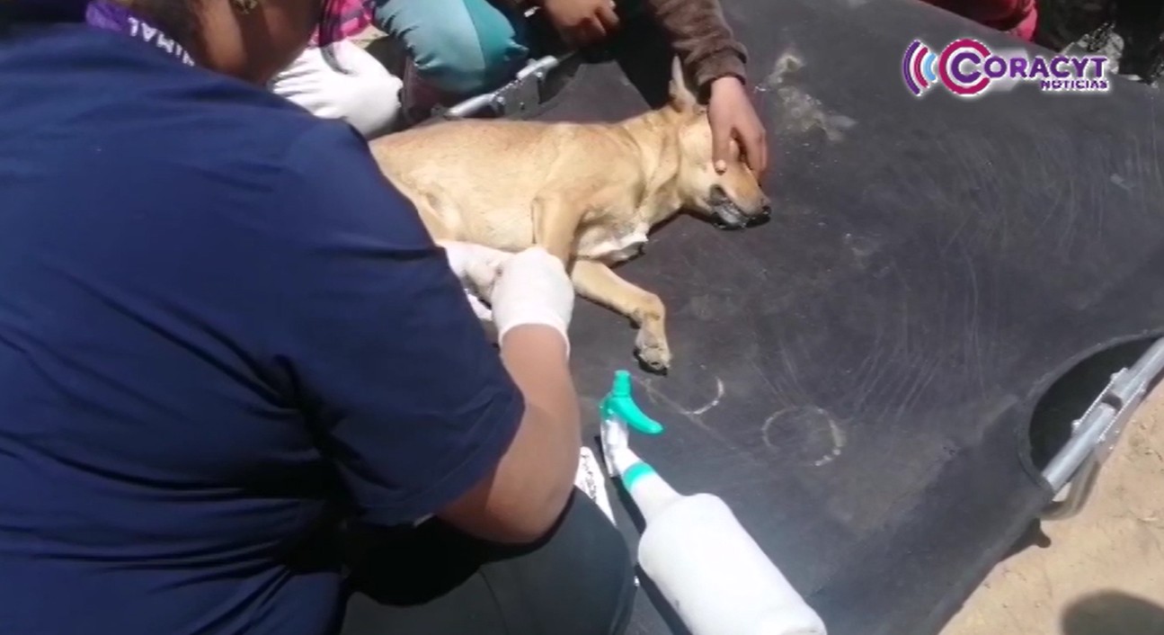 Desplegaron caravana de atención veterinaria en Atltzayanca