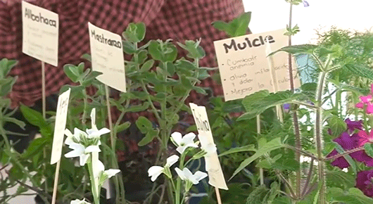 Visita el primer Mercado Alternativo “Del campo a tu mesa”