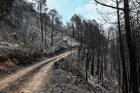Inician recorridos por el cerro San Gabriel para determinar plan de reforestación