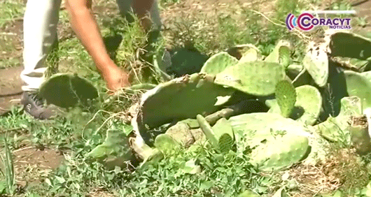 Ofrece Sixto Vázquez productos de nopal orgánico 