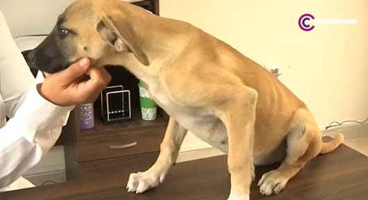 Ayuntamiento de Tlaxcala atenderá la presencia de jaurías de perros 