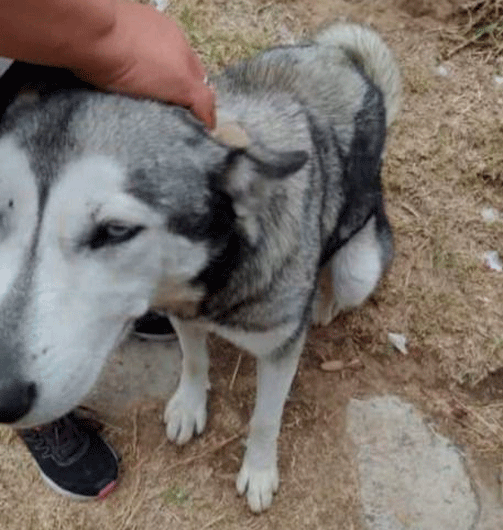 Propaet presenta denuncia penal por presunto caso de maltrato animal en San Lucas Tecopilco