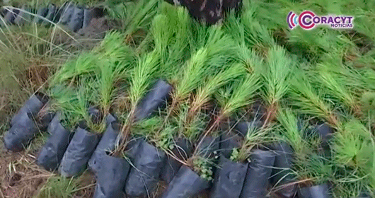 Implementan 
