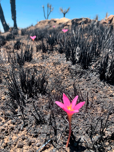Obtienen información positiva para reforestación tras recorrido por Atltzayanca