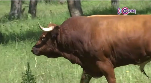 Impulsarán recorridos turísticos por haciendas taurinas de Tlaxcala