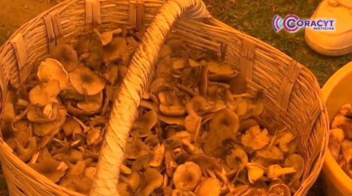 Realizaron muestra gastronómica de hongos silvestres en Huamantla