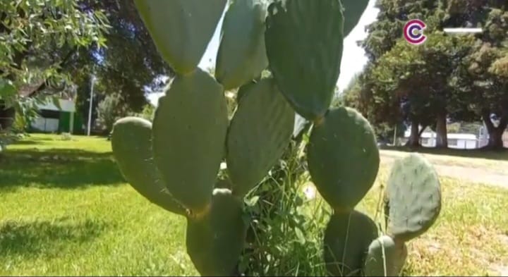 Busca proyecto de nopal fermentado reducir costos en alimentación animal