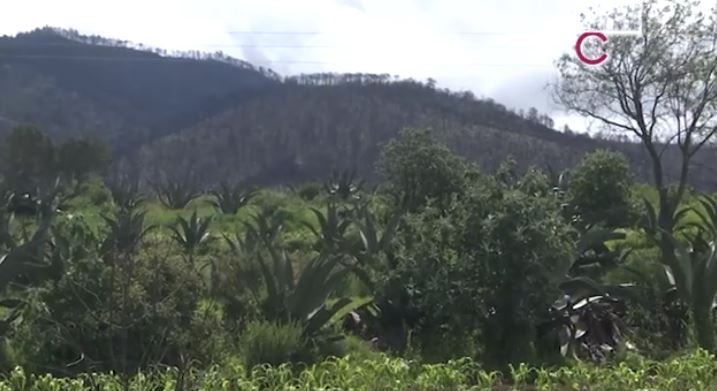Habitantes de Atltzayanca se suman a las acciones de reforestación 