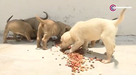 Promoverá CBA adopción responsable de animales de compañía durante 2025