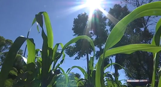 Invertirá gobierno estatal más de 400 MDP en apoyos al sector agropecuario