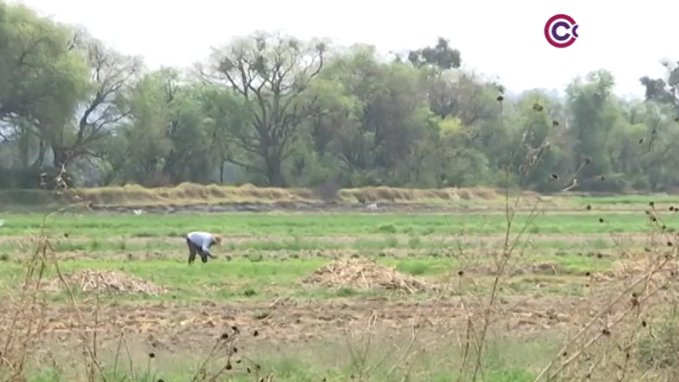 Enfrentan productores tlaxcaltecas ciclos agrícolas irregulares
