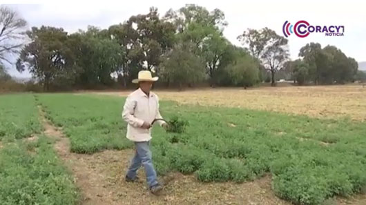 Deportación de migrantes impactará en la producción agrícola de EE.UU