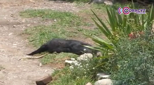 Gobierno estatal atienden el presunto envenenamiento de perros en Nopalucan e Ixtacuixtla  
