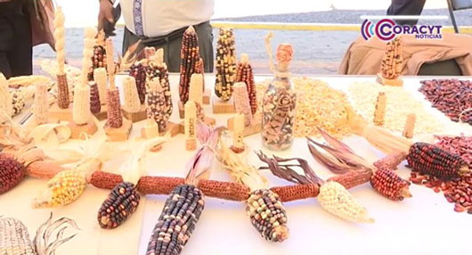 Contla fue sede de la 8ª Feria de la Biodiversidad Indígena y el Maíz