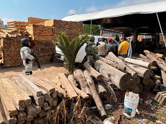 Clausuró Profepa 11 aserraderos ilegales  en zonas críticas forestales