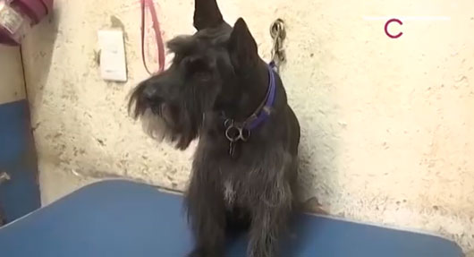 Brinda CBA atención veterinaria gratuita a domicilio