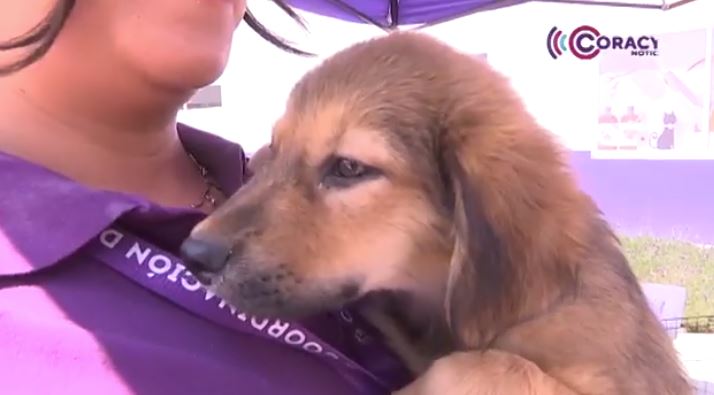 Promueve la CBA adopciones responsables de animales de compañía con módulo permanente 