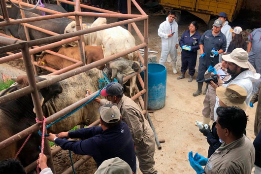80 Profesionales en sanidad animal realizan simulacro para prevenir gusano barrenador del ganado: SIA