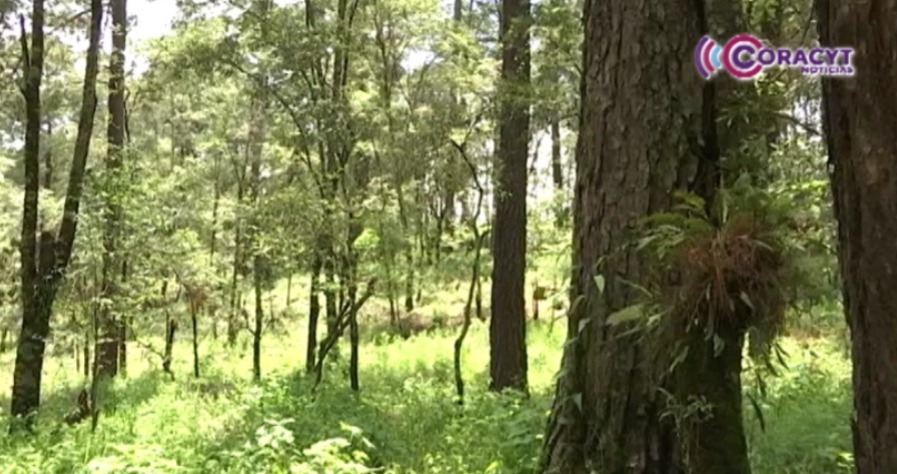 Tlaxcala es potencial forestal gracias a la diversidad de especies