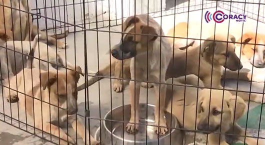Más de 10 animales de compañía encontraron un nuevo hogar