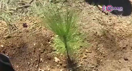 Recuperaron 600 hectáreas de bosque en Españita