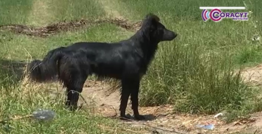 Piden extremar precauciones en animales de compañía durante temporada de calor 