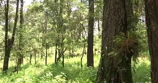 Realizan Primer Foro Estatal Forestal