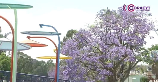 ¡Tlaxcala se viste de tonalidades lilas!