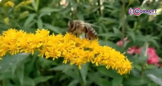 Piden especialistas proteger y preservar a la abeja melipona 