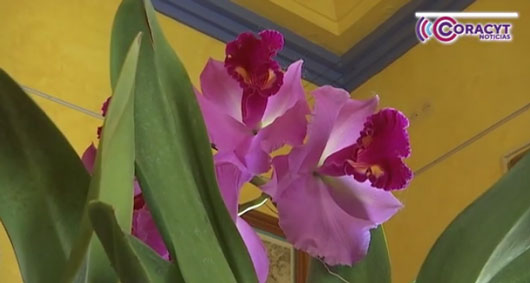 Participará Tlaxcala en el “Festival Internacional de la Orquídea 2025” 