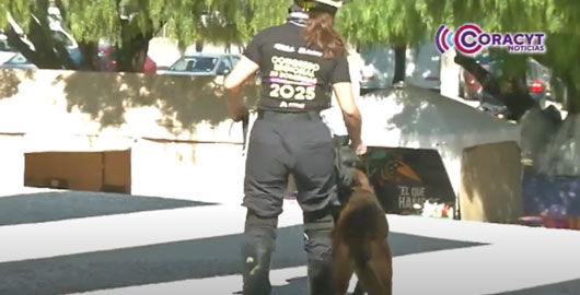 Los perros de búsqueda y rescate son fundamentales en situaciones de emergencia
